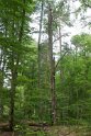 2018-05-24 11-51-00  Rando Fontainebleau DLe